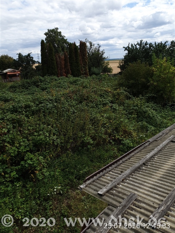 Diese Brombeeren und die Brennesseln müssen noch weg