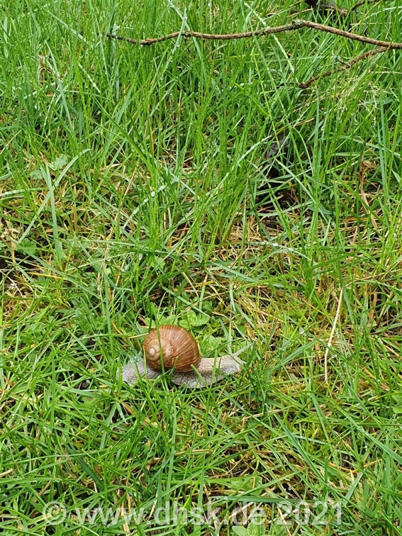 Die Schnecke fühlt sich wohl bei uns