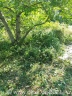 Der Walnussbaum, bevor der Freischneider den Boden bearbeitet hat