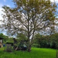 Unser geliebter Walnussbaum beginnt wieder zu blühen