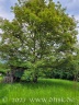 Unser geliebter Walnussbaum ist wieder grün