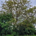 Der zweite Walnussbaum