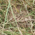 Einer der 5 Ameisenhügelchen auf dem vorderen Teil der kleinen Wiese