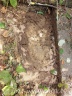 Der andere Teil der Ameisenbauten im Boden