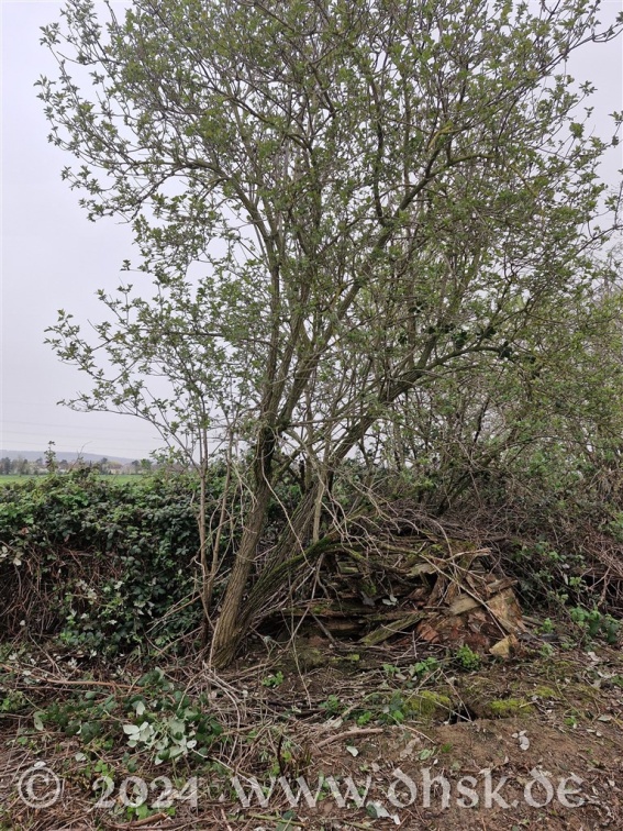 Dieser Baum ist von übergriffigen Brombeeren befreit