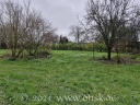 Die hintere Wiese mit Blick auf die Hecke vor dem Nachbargelände