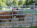Highland Cattle mit Nachwuchs