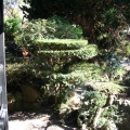 Ein Teil des Japanischen Gartens
