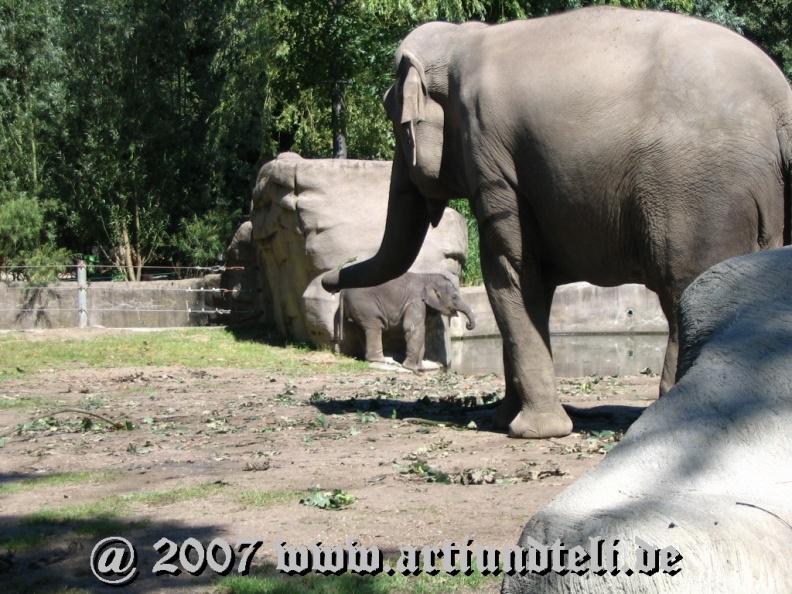 15_Elefantenbaby.jpg