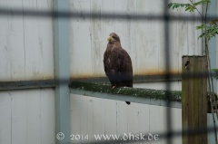 Vogel wartet auf Ausflug