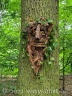 Der Baum hat ein Gesicht