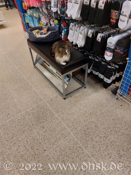Katze im Geschäft