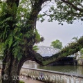 Am Singapore River stehen interessante Bäume