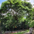 In Singapur ist fast alles groß, sogar die Bäume