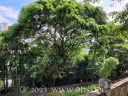 In Singapur ist fast alles groß, sogar die Bäume