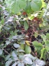 Die Brombeeren wachsen wild durcheinander