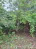 Aus den Brombeeren taucht ein Pfirsichbaum auf