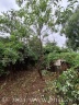 Der Pfirsichbaum ist von den Brombeeren befreit
