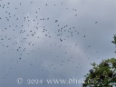 Flugshow