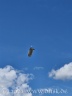 Ein Zeppelin über dem Sachsengelände