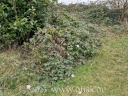 Wieder mal Brombeeren, die entfernt werden sollen