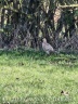 Tierischer Besuch auf dem Sachsengelände