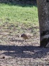 Da tut sich jemand am verschütteten Vogelfutter gütlich