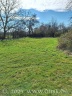 Die große Wiese vor dem Mähen