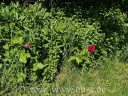 Unsere Rose zaubert Farbklekse