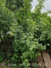 Wo die Brombeeren weg sind, macht sich anderes Gewächs breit