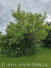 Unsere Schlehe